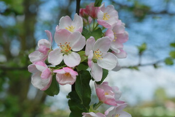 Naklejka na ściany i meble macro of spring tree blossom 