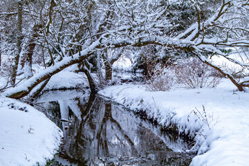 Winter. Snowy Forest. Winter Forest Stream. Winter Forest Scene With Snow and Stream. Cold Clear...