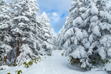 八ヶ岳連峰北横岳スノーハイク
