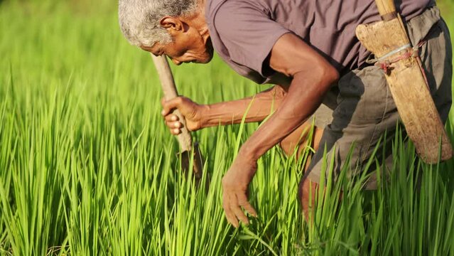 smallholder asian farmer weeding dry rice field for weed control in traditional farm