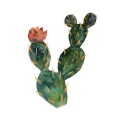 Mexican cactus, isolated hand drawn watercolor object