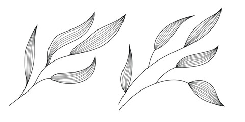 Vector leaves isolated on a white background, minimalist design, black and white	