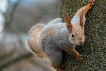 Naklejka na ściany i meble Curious red squirrel climbing on the tree