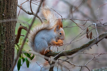 Cute red squirrel with walnut