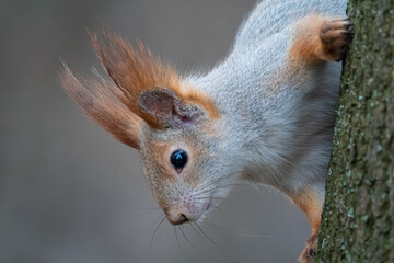 Close up portrait of curious squirrel