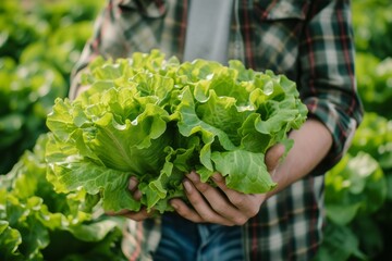 Eco-friendly Greenhouse Farmer with Organic Lettuce Harvest