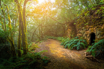 Discover the lush Anaga Mountains in Tenerife, a hiker paradise with ancient forests, stunning...