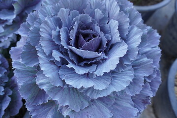 Organic Long-lived Cabbage in the garden with sunlight in northern of Thailand.