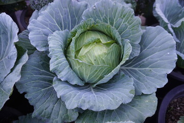 Obraz premium Fresh cabbage in the farm