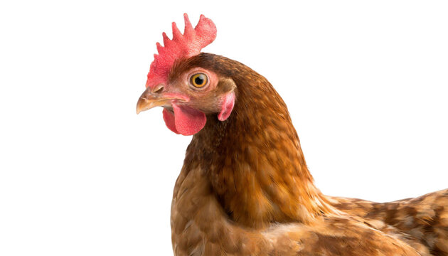 Brown chicken isolated on transparent background.