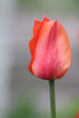 Single red tulip in the garden