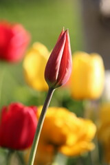 Red tulip on the background of several yellow tulips