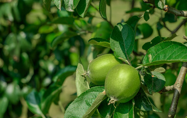 Niedojrzałe zielone jabłka wiszą na drzewie w sadzie - obrazy, fototapety, plakaty