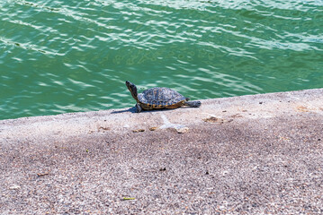 Peaceful turtle taking a sunbath in Rome, Italy