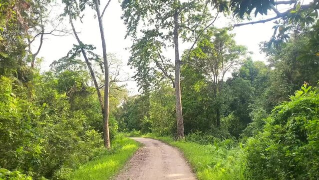 Tourists enjoying forest safari in the evening at kaziranga national Park in assam india.