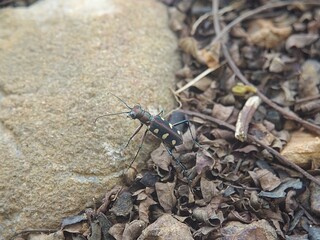 Cicindela aurulenta, the blue-spotted or golden-spotted tiger beetle