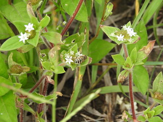 A small bee is pollinating flower
