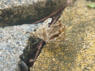 Two brown butterflies are mating