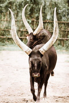 Ankole Watusi, Inyambo cattle in East Africa
