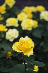 庭園に咲く黄色いバラ