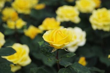 庭園に咲く黄色いバラ