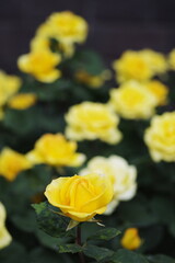 庭園に咲く黄色いバラ