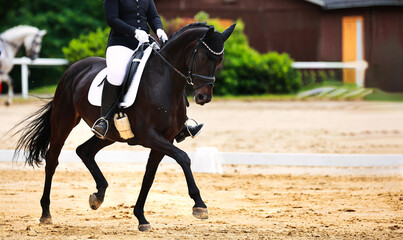 Obraz premium Horse dressage tournament horse in the dressage arena, close-up of the horse.