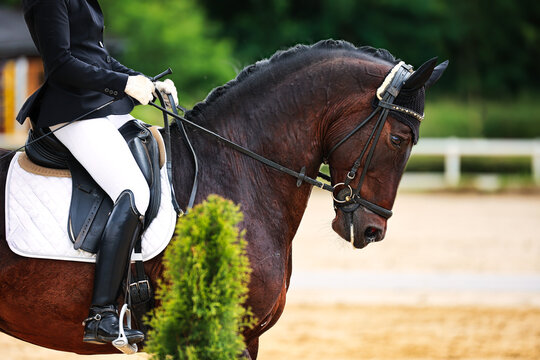 Horse dressage tournament horse in the dressage arena, close-up of the horse.