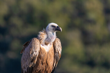 portrait of a vulture close up