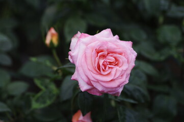 ピンクのバラ