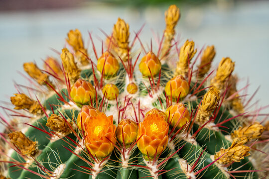 close-up macro photo of yellow and red flowers with a multitude of spines of a fire barrel cactus (Ferocactus pilosus)