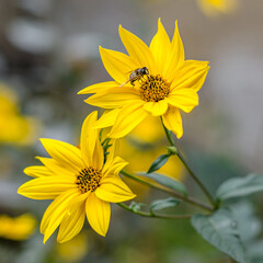 Bee on a yellow Heliantus flower