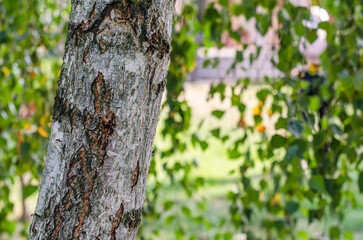 Detail of branches and leaves of a birch tree