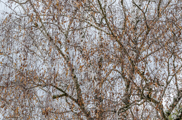 Detail of branches and leaves of a birch tree
