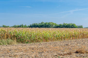 Cornfield in autumn