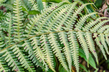 Fern leaf background