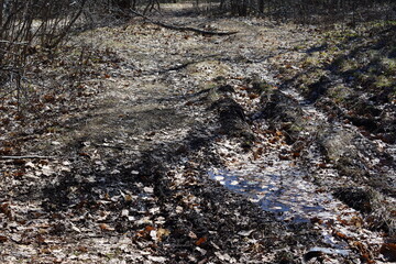 muddy road with dry leaves and puddle isolated in sunny day