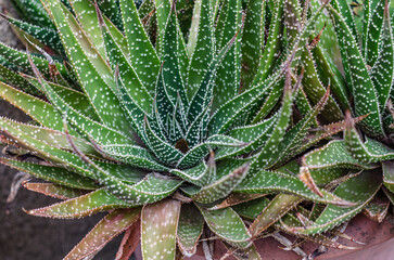 Succulent plants background