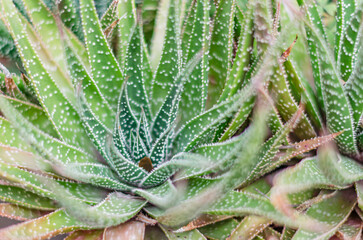 Succulent plants background