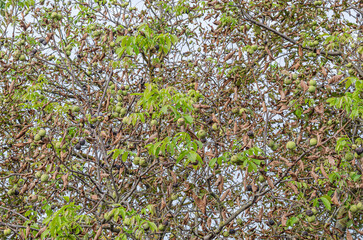 Ripe walnuts on a walnut tree