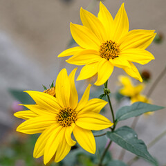 Yellow autumn flowers
