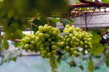 Close up of green grapes hanging on branch. Hanging grapes