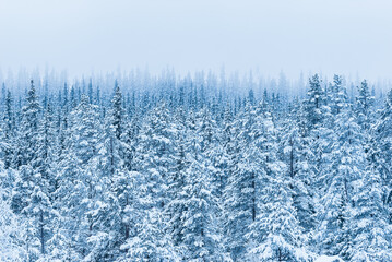 Winter Wonderland: Snow-Covered Forest Trees in a Tranquil, Frosty Landscape