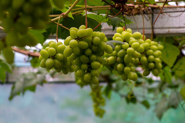 Close up of green grapes hanging on branch. Hanging grapes