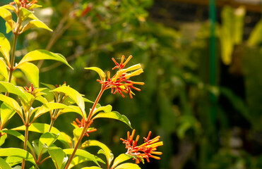 Close up of orange Hamelia papilloma flowers in the garden