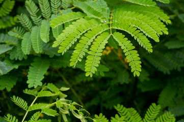 Petai leaves, a common name in Indonesia for Parkia speciosa leaves. Natural background