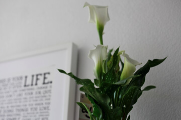 lily and life
