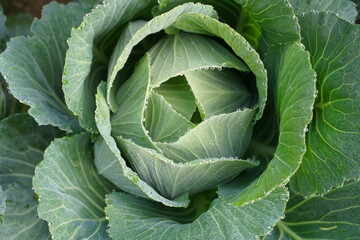 Close-up of a head of fresh cabbage