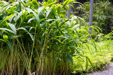 Rotan manau (Calamus manan Miq.), Manau rattan seedling in Yogyakarta, Indonesia