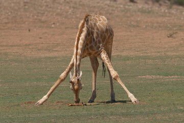 Giraffe - Giraffa camelopardalis giraffa, southern giraffe eating bone on green grass. Photo from Kgalagadi Transfrontier Park in South Africa.